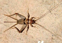 250 Medium (1/2″) Live Crickets – Reptile Food