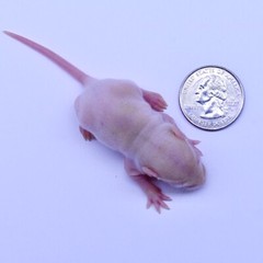 100 Frozen Feeder Rat Fuzzies -FREE S&H -MiceDirect Rodents! Reptiles Snake Food