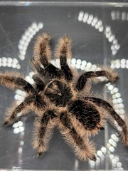 Curly Hair Tarantula (Tliltocatl albopilosus) – 3-4 in