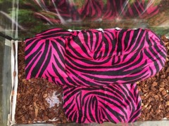 ZEBRA PRINTS LRG RESTING SOFT BED COVERS ONLY (NO FRAME BED) 4 BEARDED DRAGON