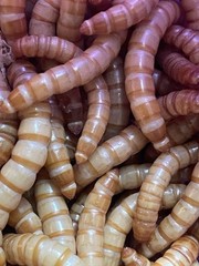 5000 Med Mealworms