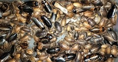 200+ Small Dubia Roaches Starter Colony