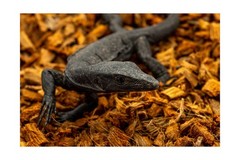ReptiChip Reptile Substrate Coconut Chip Bedding 72 Quart Compressed Organic …