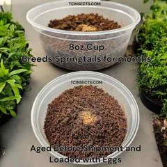 Combo Deal | 100+ Party Mix Isopods And 8oz Springtails | FREE SHIPPING!!