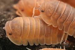 Cubaris murina ‘anemone’ isopod – Bioactive clean up crew – Choose your count