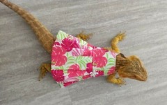 Bearded dragon Dress