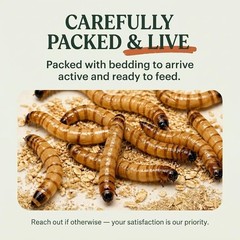 TC INSECTS Medium Superworms 1-1.5 inch Live Feeders for Reptiles Birds & Amphi