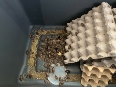 55 Dubia Feeder Roaches [20 Males 35 Females] Adult Blaptica Dubia Roaches