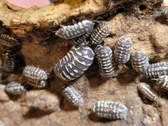 10 ct Armadillidium Maculatum Spot live isopods