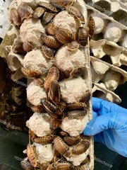 Dubia Roaches |Small, Medium, Large, Adult| FREE SHIPPING| 50-5000 Counts