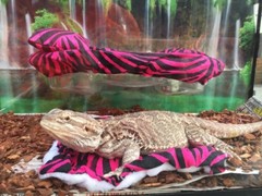 ZEBRA PRINTS LRG RESTING SOFT BED COVERS ONLY (NO FRAME BED) 4 BEARDED DRAGON