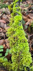 Moss Covered Sticks