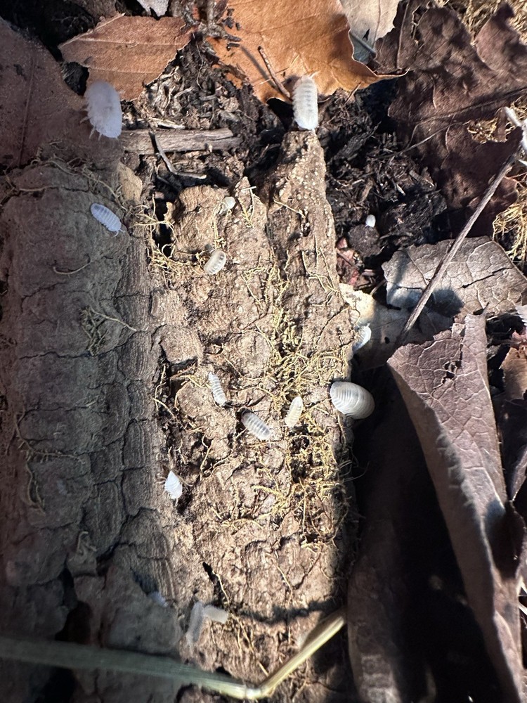 White Panda King isopods 15 count of mixed ages