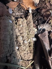 White Panda King isopods 15 count of mixed ages