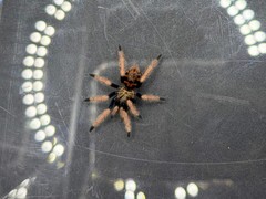 Green Bottle Blue Tarantula (Chromatopelma cyaneopubescens) – 0.75 in
