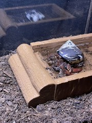 Hermit Crab Pool Log Tank Decoration Ornament Hermit Crab Decor Toys Supplies