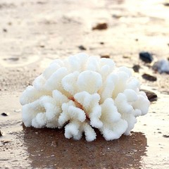 Besimple Pack of 2 Artificial Coral Ornament, Aquarium Resin Coral Decor Unde…