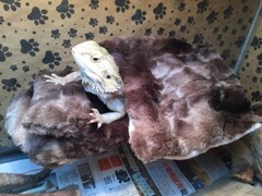 MINKY MARB FAUX FUR LRG ATTACHABLE RESTING BED SET CUDDLE COVER 4 BEARDED DRAGON