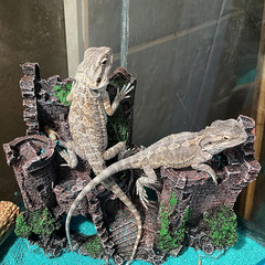 Tank Accessories for Bearded Dragon Include Resin Classical Castle Reptile Hammo