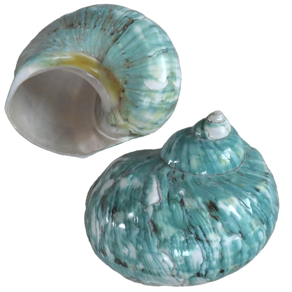 2pcs Hermit Crab Shells XL Size Opening 1.73″ Natural Sea Conch Turbo Seashel…