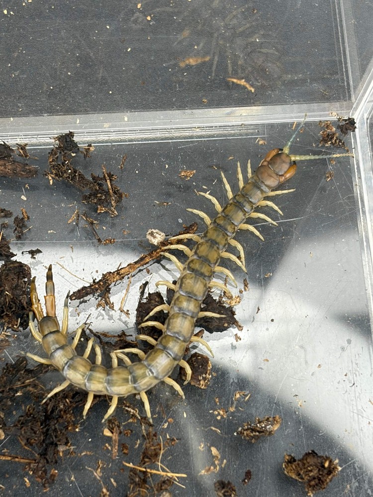 Green Bark Centipede (Hemiscolopendra marginata) – 2-3 in
