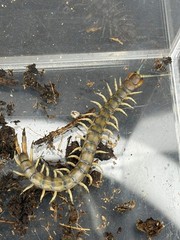 Green Bark Centipede (Hemiscolopendra marginata) – 2-3 in
