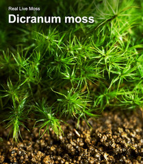 Live Moss 4-Pack (Each 3.5″X7″) – Real Mixed Moss for Terrariums, Reptile Habita