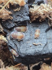 14+1 Cubaris Cappucino isopods