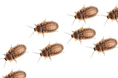Reptile Feeder Bugs: 100 – 500 Large Dubia Roaches (3/4 – 7/8 in) Free Shipping