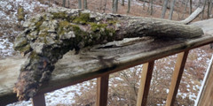 Live Wood Cavern Hideout Bark Log for Reptiles Turtles Small Animals XL 31x8x4