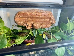 Magnetic Rock Ledges Made For Terrariums And Cages