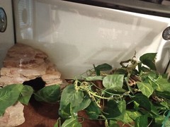 Exo Terra PT2611 Large Glass Terrarium