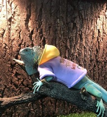 Lizard Clothes Bearded Dragon Hoodie Cotton Reptile Apparel Skin Protection