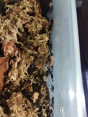 papaya isopods/cubaris sp.murina- this listing is for 10 isopods.