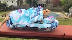 LILO & STITCH PRINTS DESIGN LRG ATTACHABLE RESTING BED COVER 4 BEARDED DRAGONS
