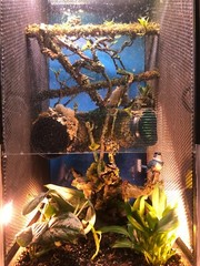 Corrugated Reptile hides For Arboreal Terrestrial Underground and Quarantining