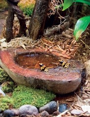 T-Rex ReptileTerrarium Décor – Wetlands Bowl