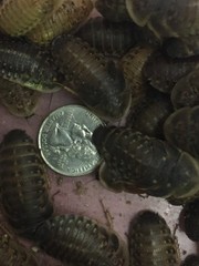 Large dubia roaches