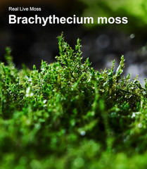 Live Moss 4-Pack (Each 3.5″X7″) – Real Mixed Moss for Terrariums, Reptile Habita