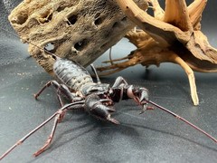 Texas Giant Vinegaroon (Mastigoproctus giganteus) – 2-3 in