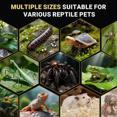 Jumping Spider Enclosure – Acrylic Terrarium Habitat for Spiders, Tarantulas