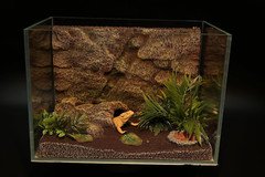 Reptile Terrarium Habitat Decoration Kit Rain Forest Style Include Terrarium Bac
