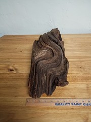 Large 22″ L Gnarly Driftwood Solid Heavy Taxidermy Reptiles Home/Yard Decor