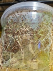 Fruit Fly Culture Wingless Melongaster 6 Pack Reptile And Dart Frog Food LIVE