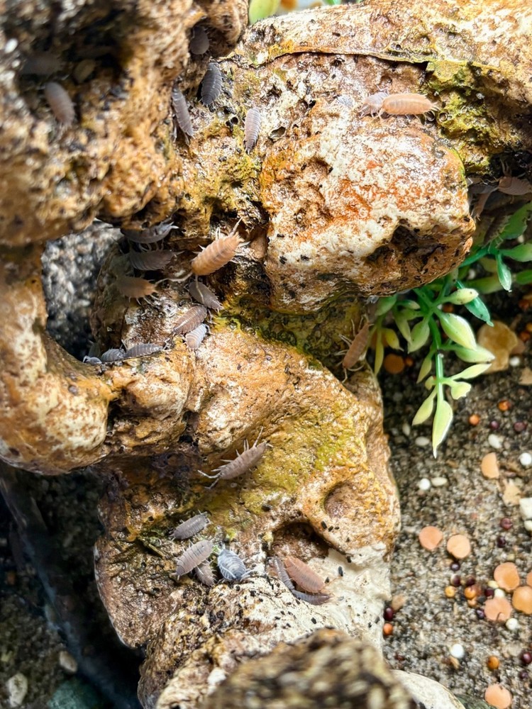 Isopods, porcellionides pruinosus, CUC for bioactive enclosure, gut loaded feede