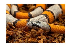 RediChip Reptile Bedding Loose Medium Coconut Chip Substrate 36 Quart Coco Hu…