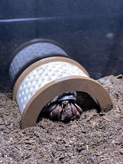 Hermit Crab Decor Climbing Bridge Ornament Tank Decoration Hermit Crab Toys