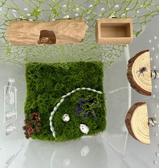 6 PCS Jumping Spider Accessories Set Climbing Toy with Cave Feeder Decor