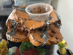 Reptile Magnetic Ledge With 5 Feeder Cups Small Desert