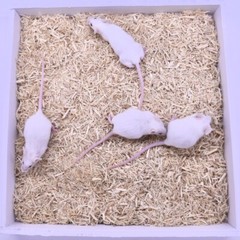 Frozen Feeder Mice: 15 Weanling Mice -FREE S&H -MiceDirect !!! Rodents! Reptiles